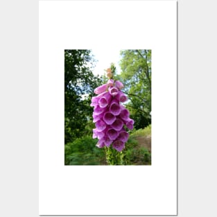 Foxglove Posters and Art